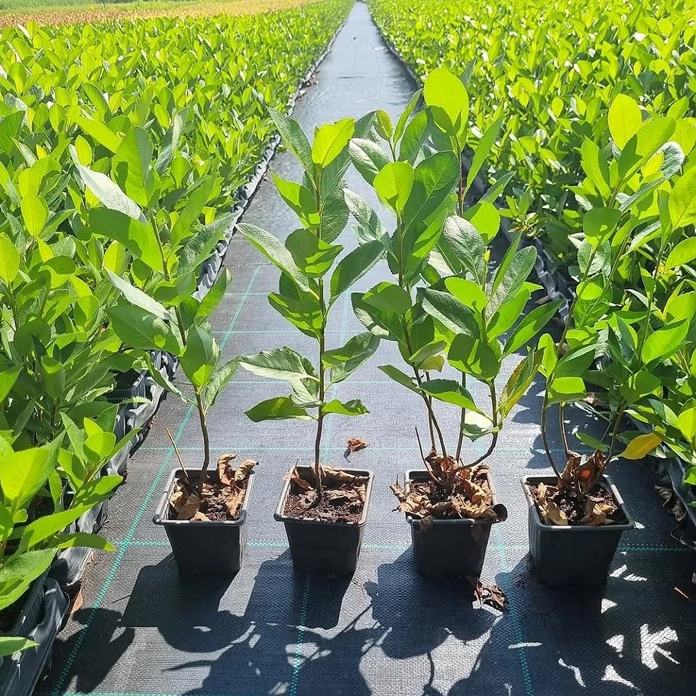 Nero Aronya Fidanı (1 Yaşında 20-30 cm)