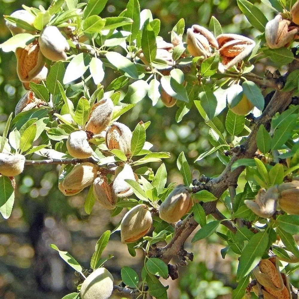 Nonpariel Badem Fidanı (3 Yaşında 100-120 cm)