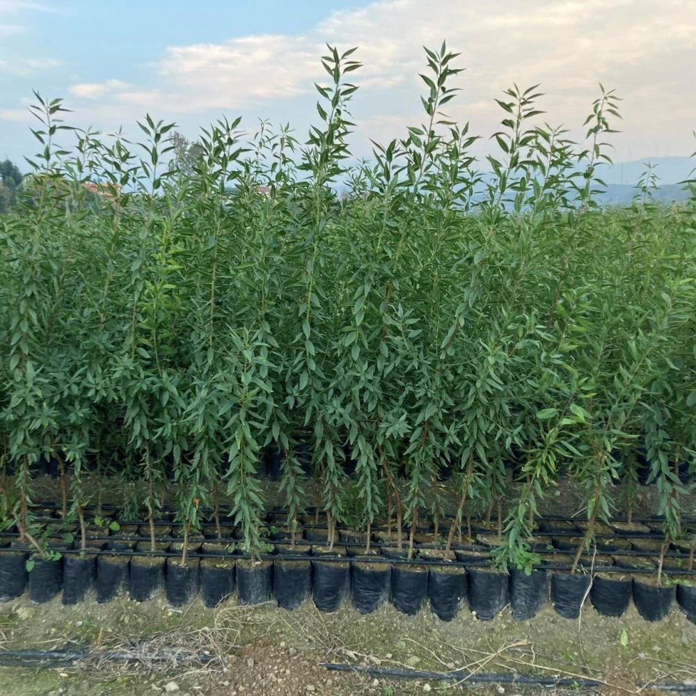 Nonpariel Badem Fidanı (3 Yaşında 100-120 cm)