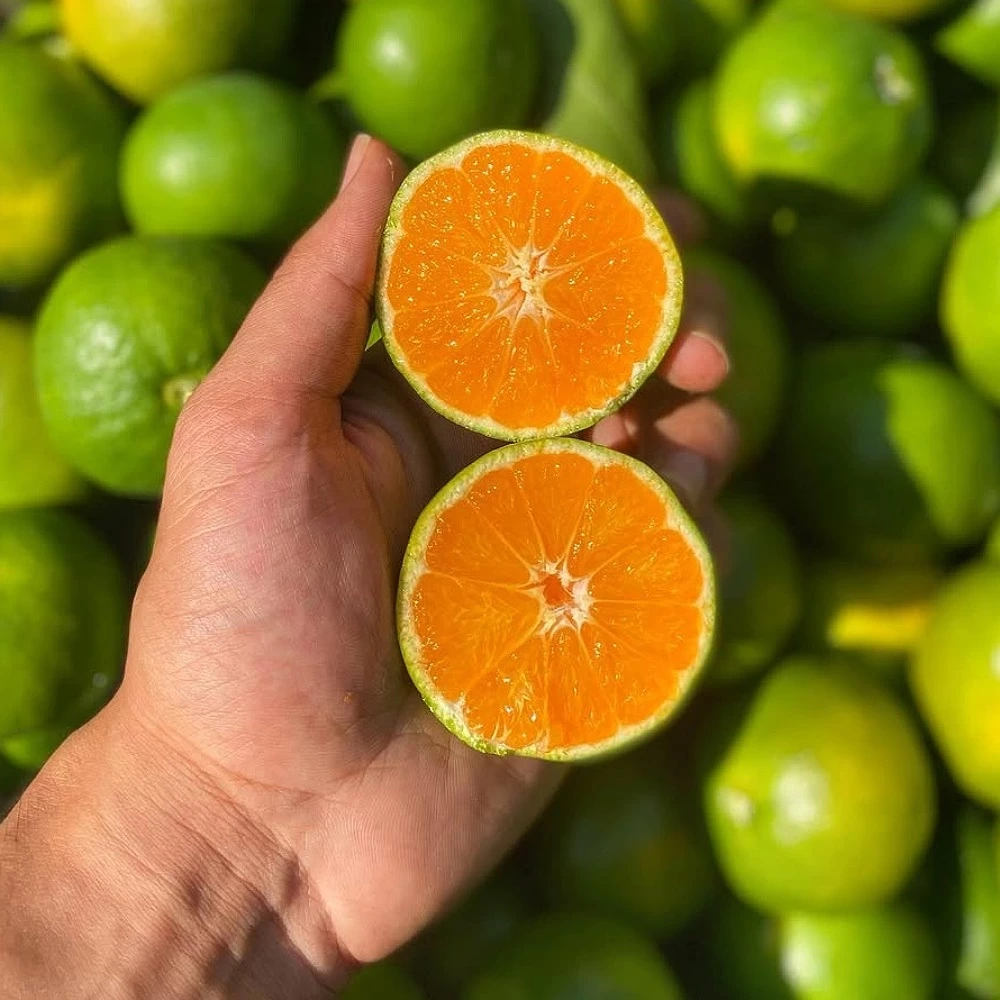 Okitsu Mandalina Fidanı (3 Yaşında 100-120 cm)