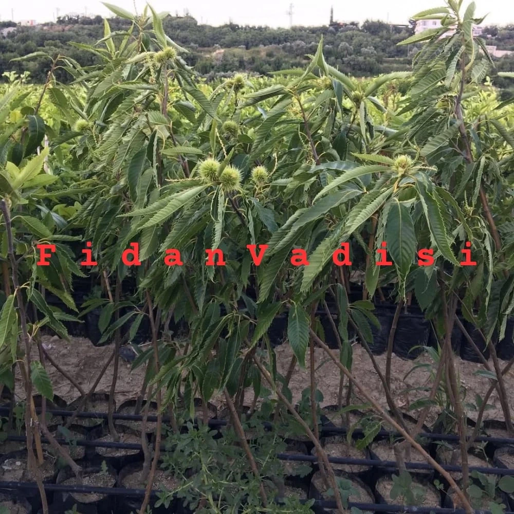 Osmanoğlu Kestane Fidanı (2 Yaşında 80-100 cm)