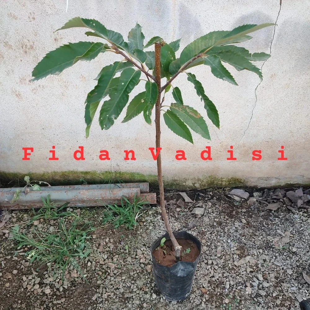 Osmanoğlu Kestane Fidanı (2 Yaşında 80-100 cm)