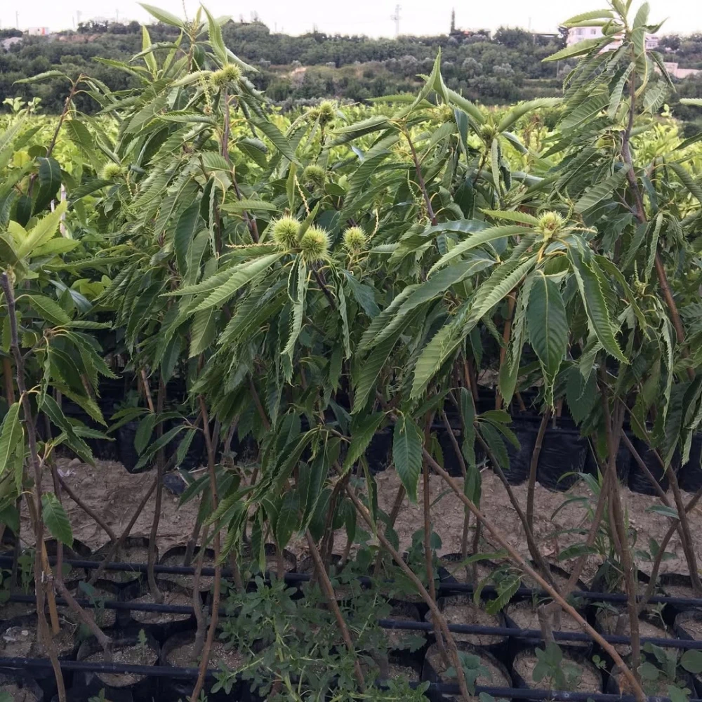 Osmanoğlu Kestane Fidanı (4 Yaşında 130-150 cm)