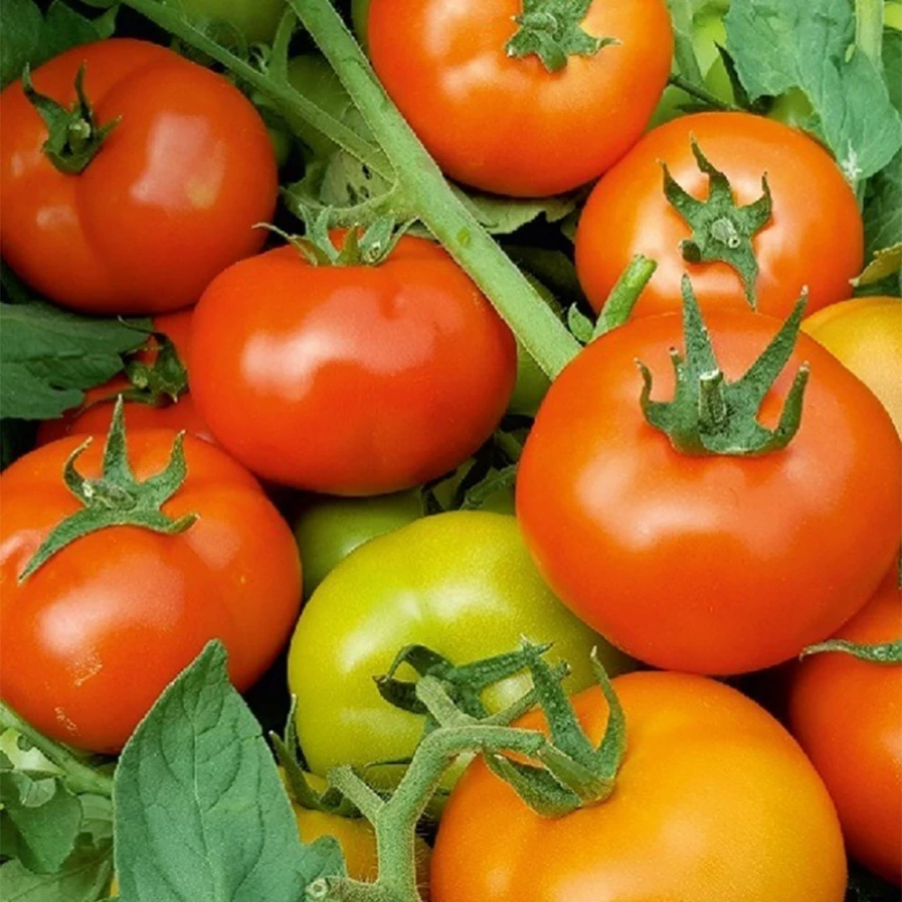 Oturak (Falcon) Domates Fidesi