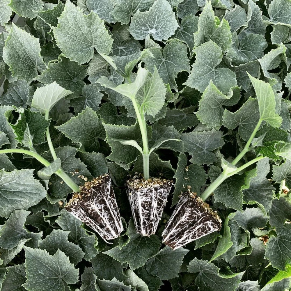 Oturak Salatalık Fidesi