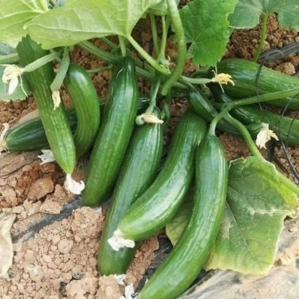 Oturak Salatalık Fidesi