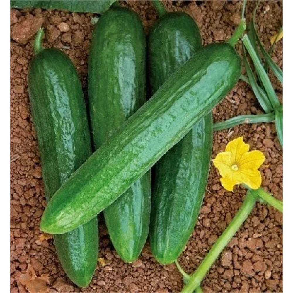 Oturak Salatalık Fidesi