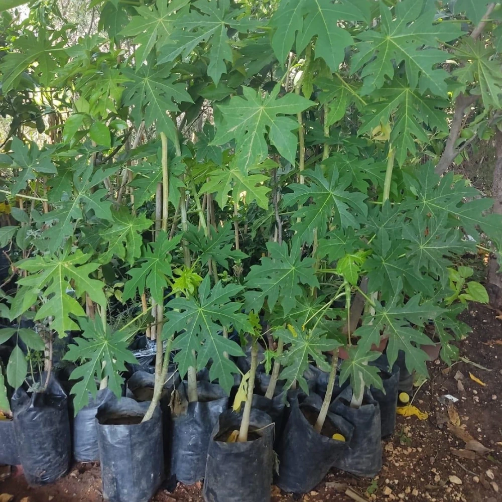 Papaya Fidanı