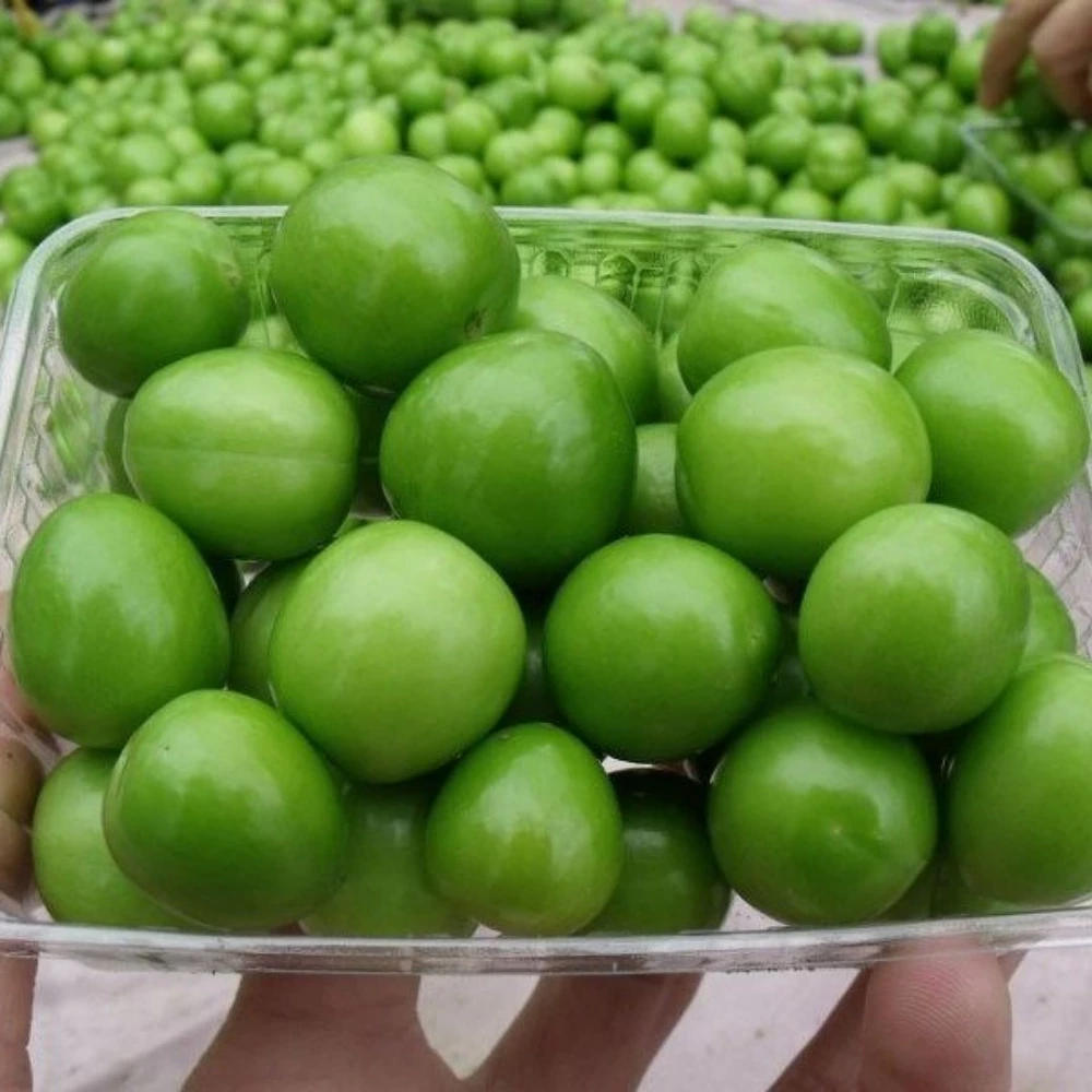 Papaz Erik Fidanı (4 Yaşında 130-150 cm)