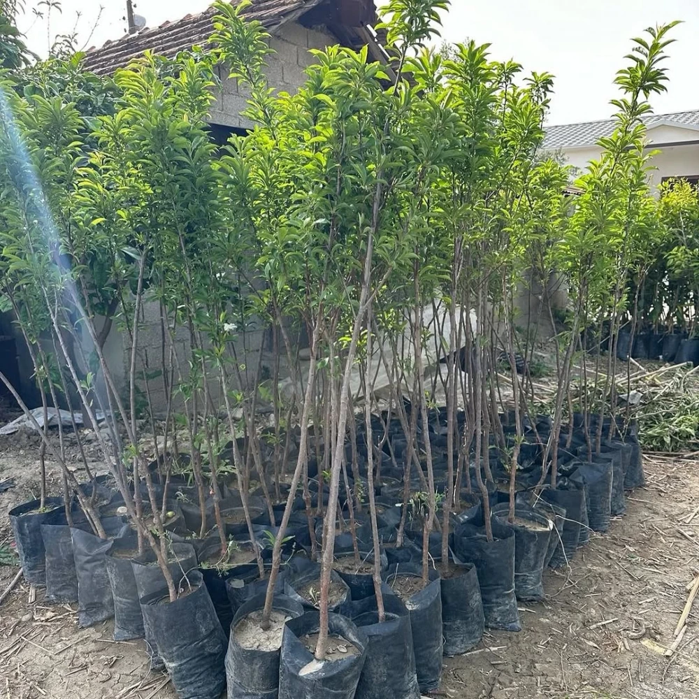 Papaz Erik Fidanı (4 Yaşında 130-150 cm)