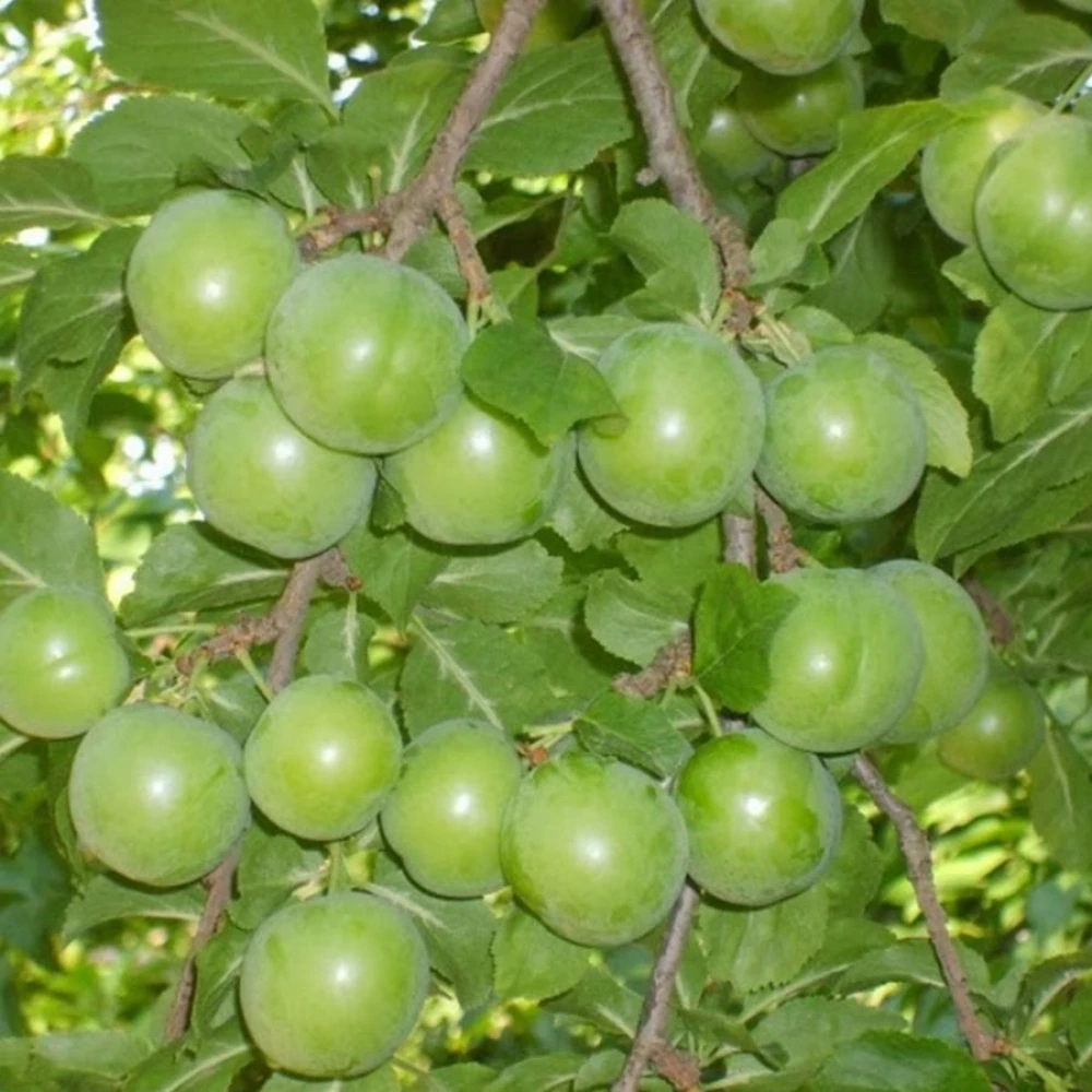 Papaz Erik Fidanı (4 Yaşında 130-150 cm)