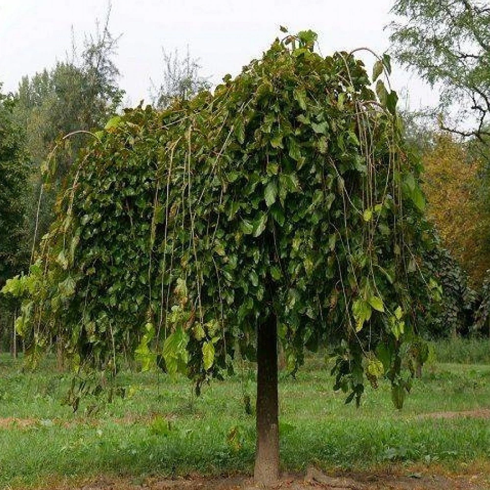 Paraşüt (Ters) Dut Fidanı