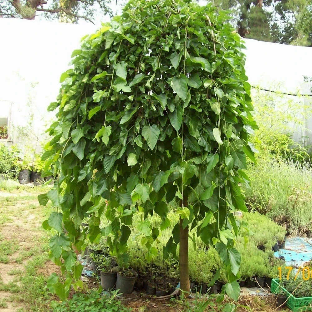 Paraşüt (Ters) Dut Fidanı