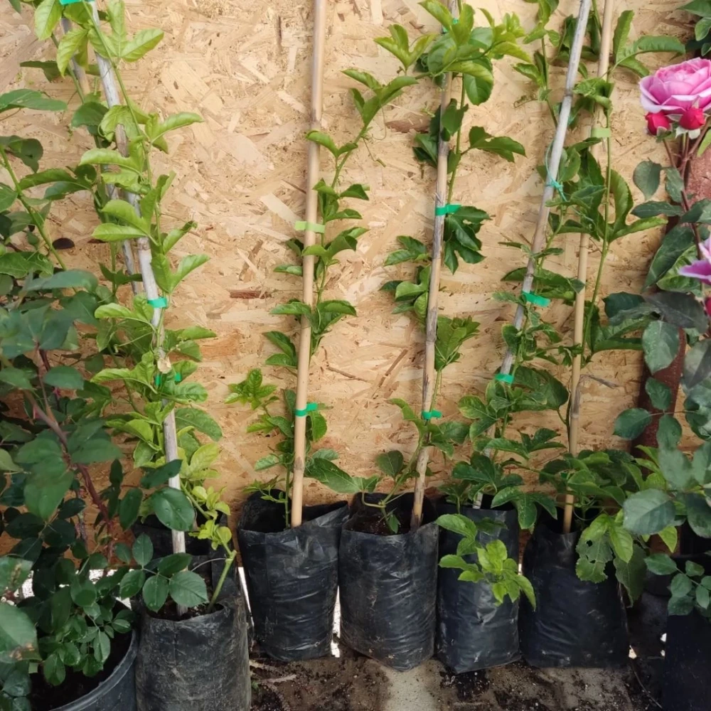 Passiflora (Çarkıfelek) Fidanı