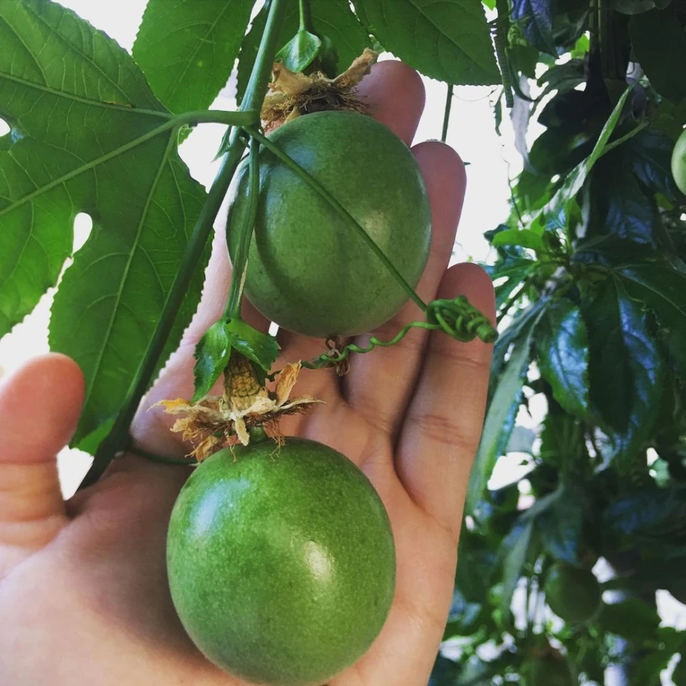 Passiflora (Çarkıfelek) Fidanı