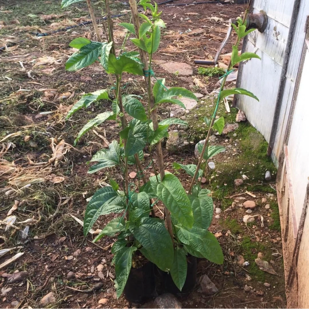 Passiflora (Çarkıfelek) Fidanı