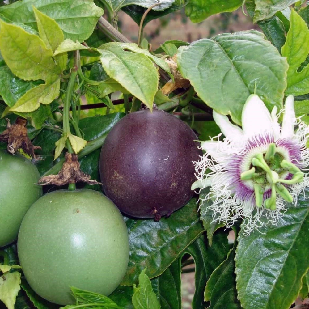 Passiflora (Çarkıfelek) Fidanı