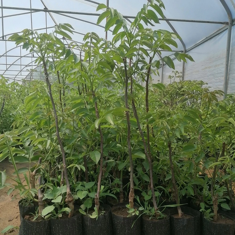 Pedro Ceviz Fidanı (2 Yaşında 80-100 cm)