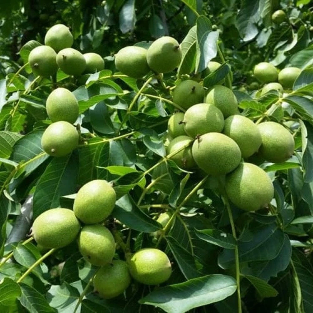 Pedro Ceviz Fidanı (2 Yaşında 80-100 cm)