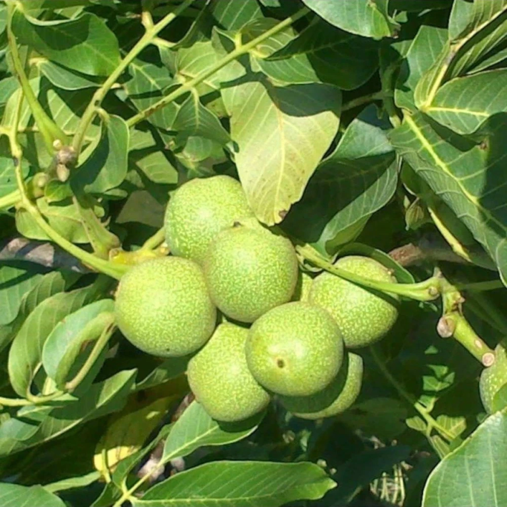 Pedro Ceviz Fidanı (2 Yaşında 80-100 cm)