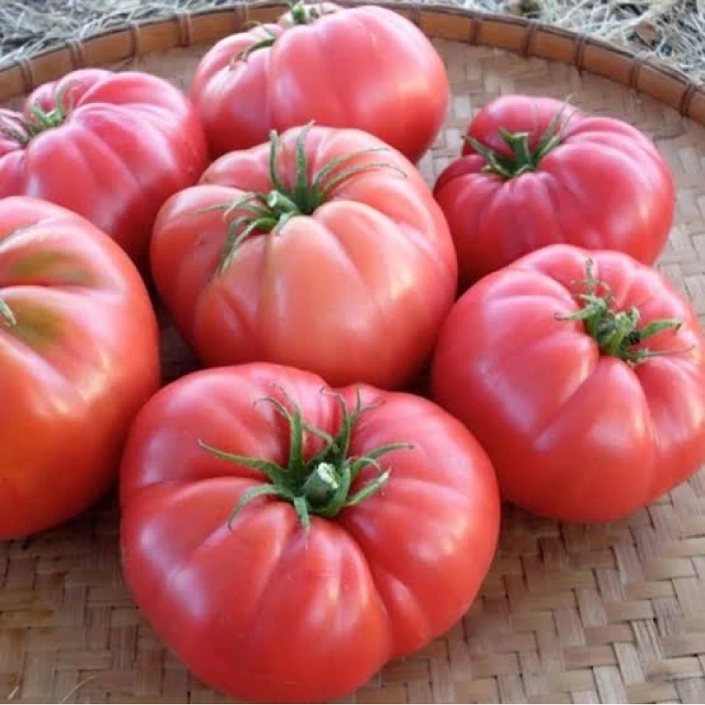 Pembe Köy Domates Fidesi