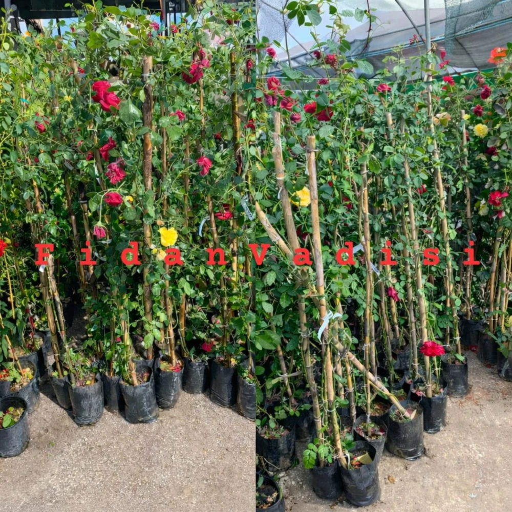 Pembe Renkli Sarmaşık Gül Fidanı (2 Yaşında 80-120 cm)