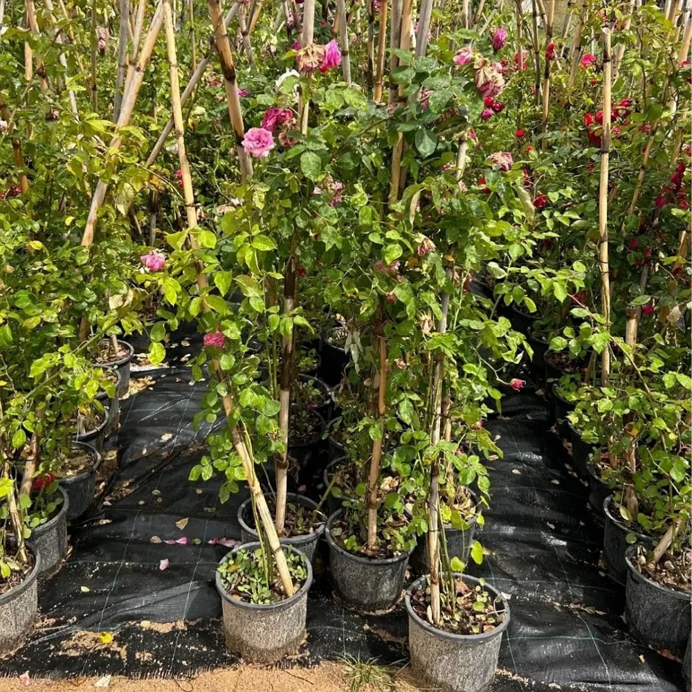 Pembe Renkli Sarmaşık Gül Fidanı