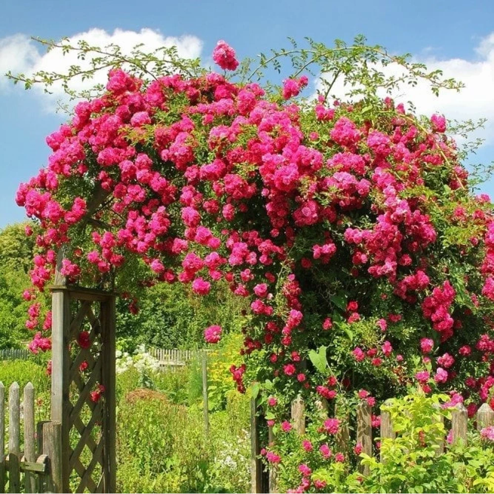 Pembe Renkli Sarmaşık Gül Fidanı
