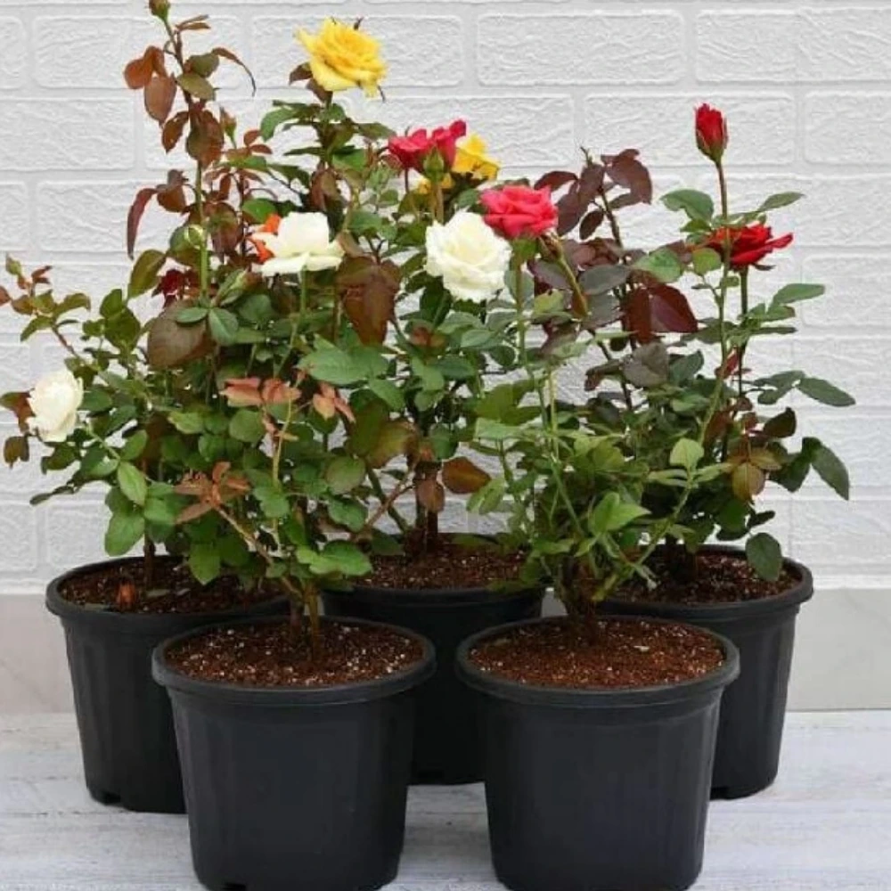 Pembe Renkli Yediveren Gül Fidanı