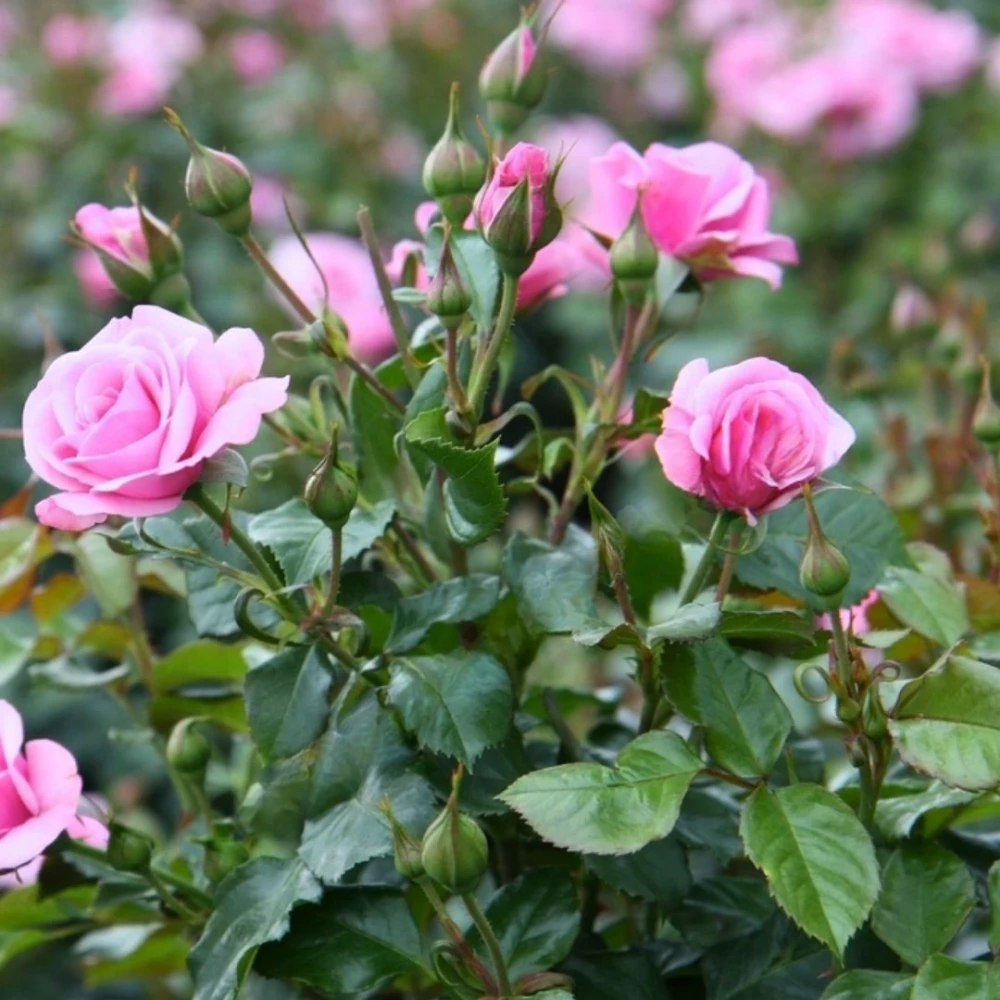 Pembe Renkli Yediveren Gül Fidanı