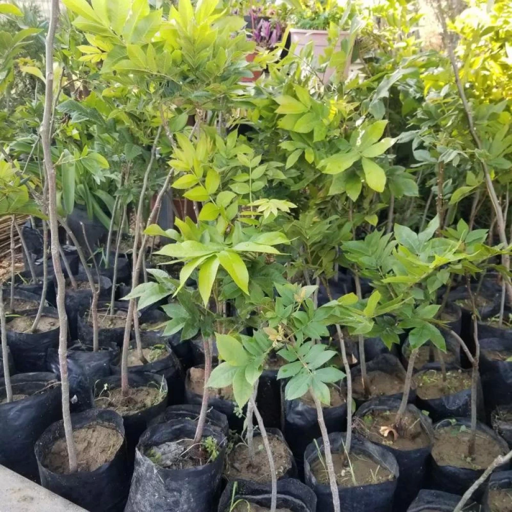 Pikan Ceviz Fidanı (2 Yaşında 60-80 cm)