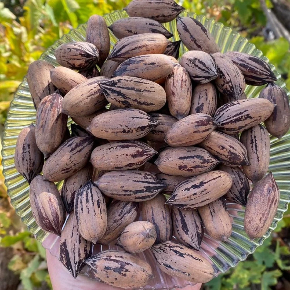 Pikan Ceviz Fidanı (2 Yaşında 60-80 cm)