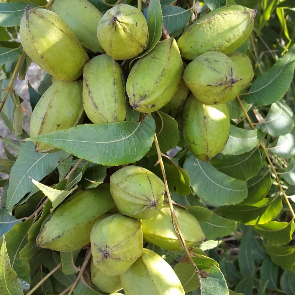 Pikan Ceviz Fidanı (2 Yaşında 60-80 cm)