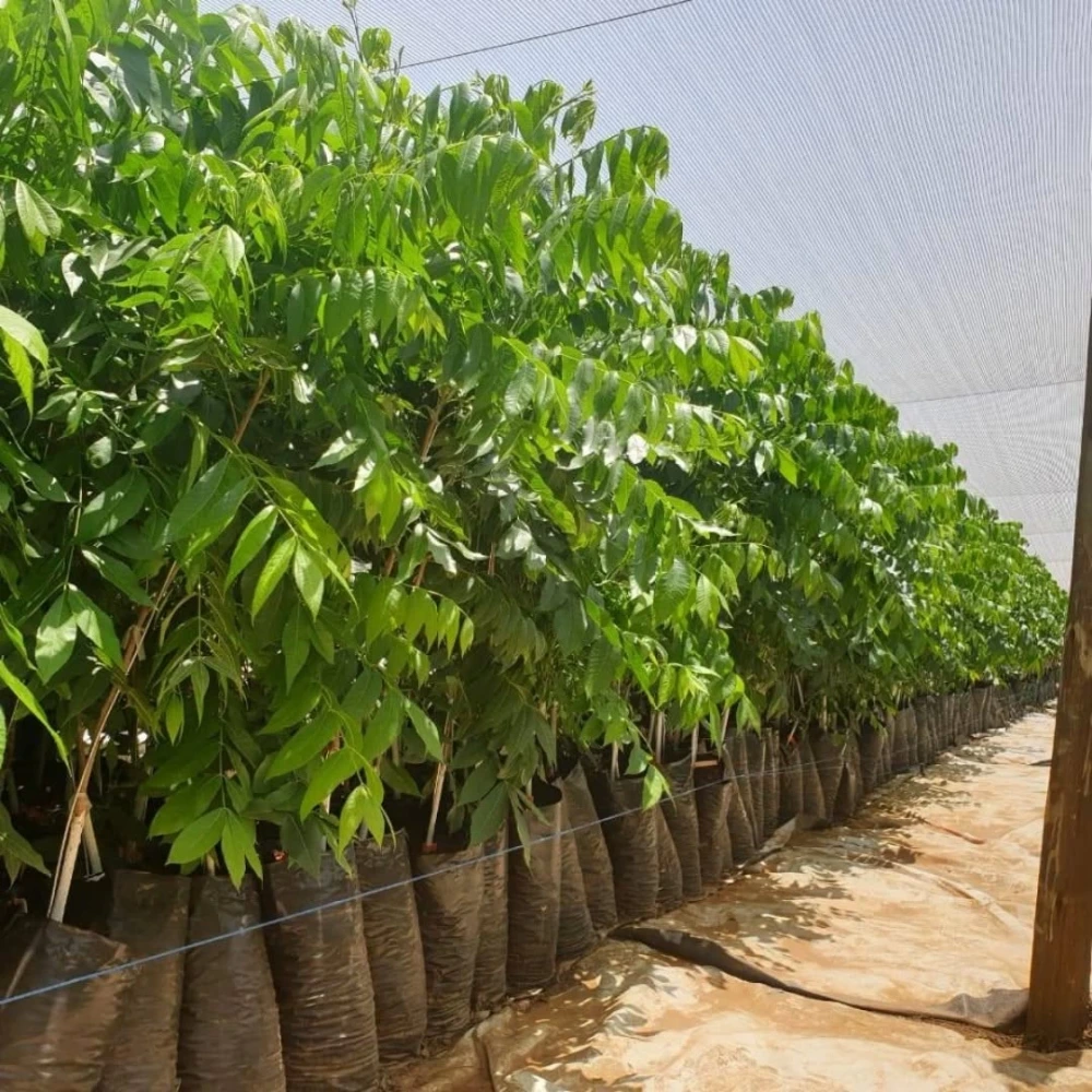 Pikan Ceviz Fidanı (2 Yaşında 60-80 cm)