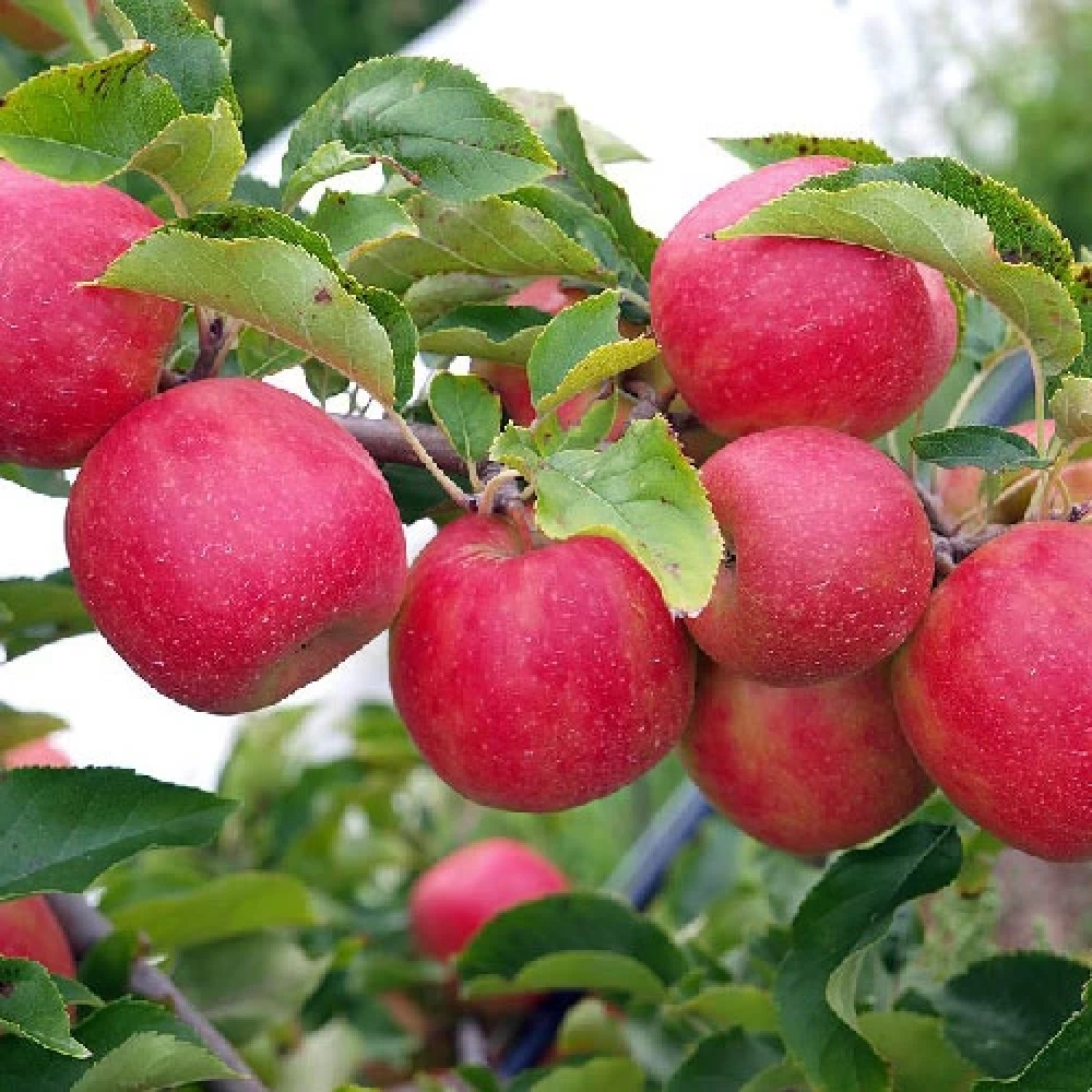 Pink Lady Elma Fidanı (4 Yaşında 130-150 cm)