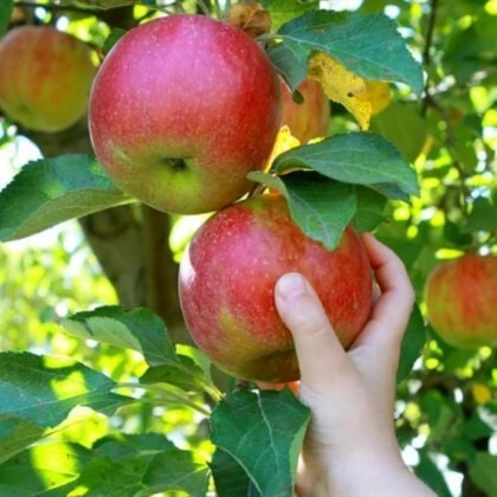 Pink Lady Elma Fidanı (4 Yaşında 130-150 cm)