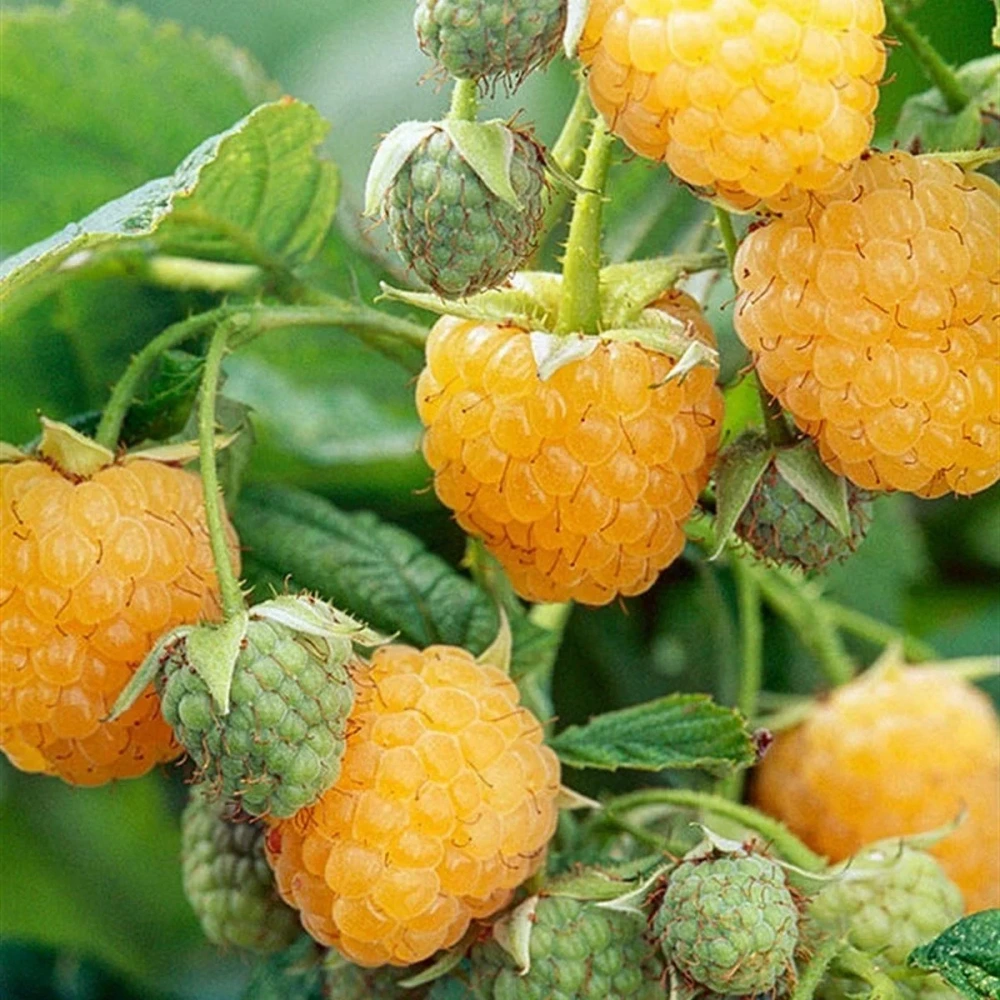 Sarı (Yediveren) Frambuaz Fidanı (2 Yaşında 60-80 cm)