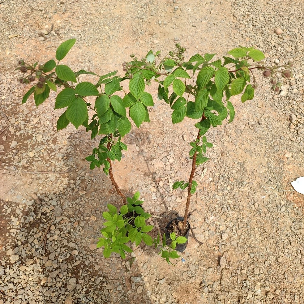 Polka (Yediveren) Frambuaz Fidanı