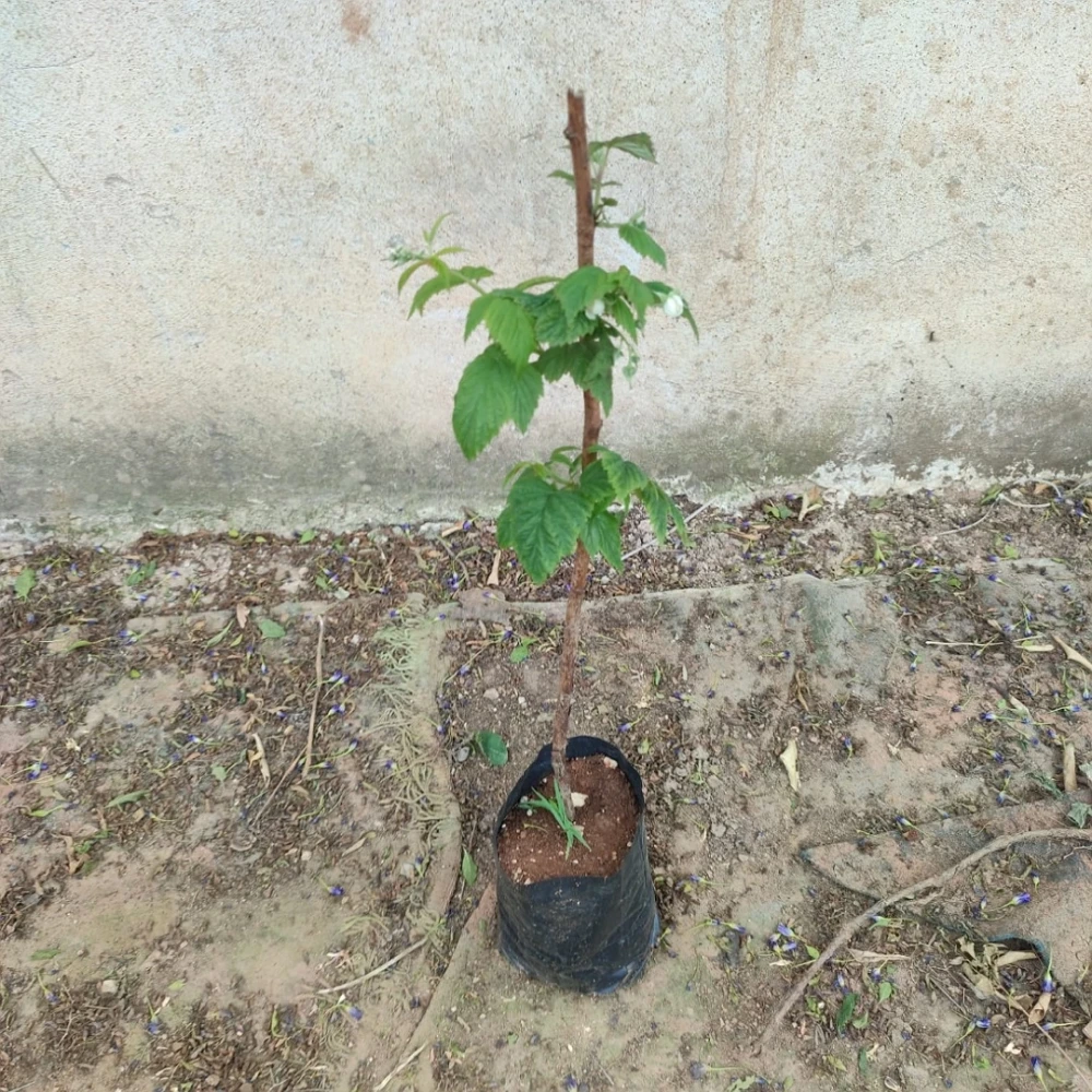 Polka (Yediveren) Frambuaz Fidanı