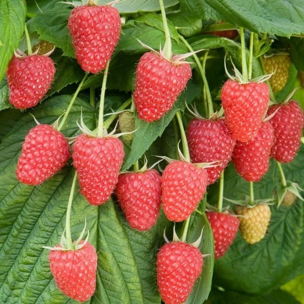 Polka (Yediveren) Frambuaz Fidanı