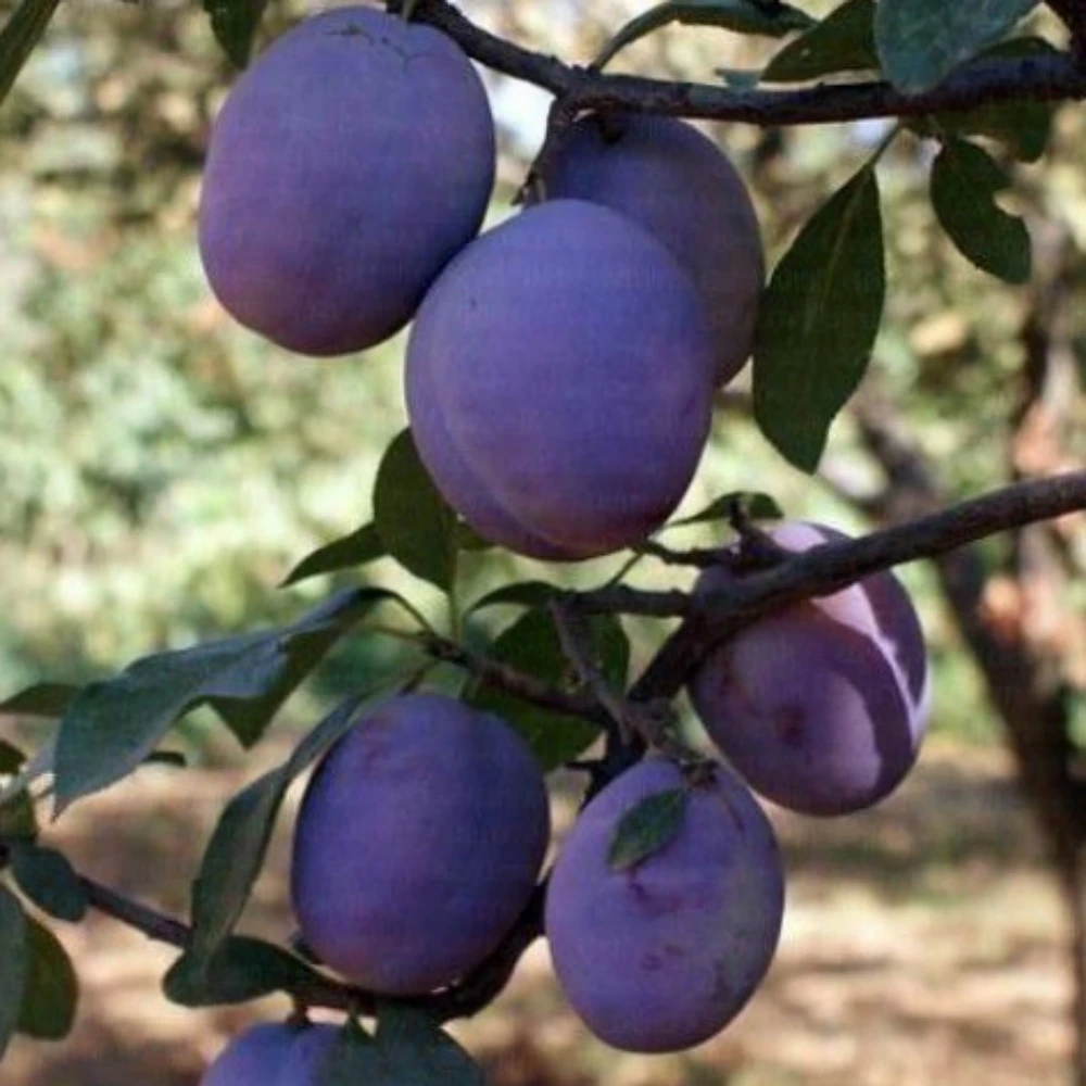 President Erik Fidanı (4 Yaşında 130-150 cm)