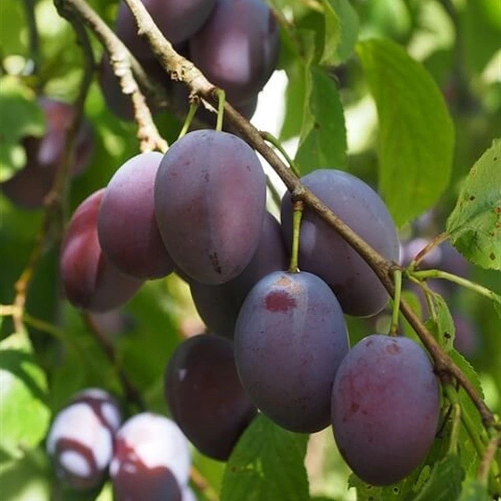 President Erik Fidanı (4 Yaşında 130-150 cm)