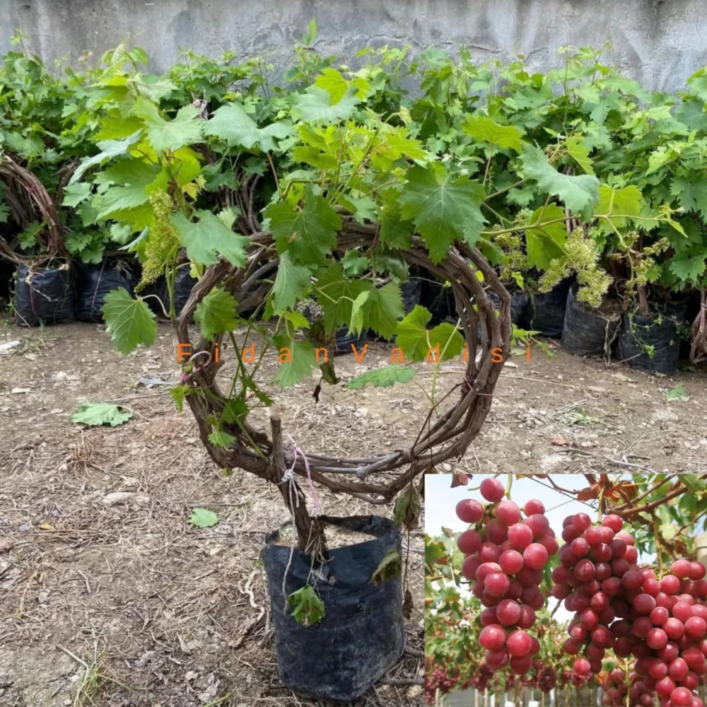 Red Globe Üzüm (Asma) Fidanı (2 Yaşında 1-2 m)