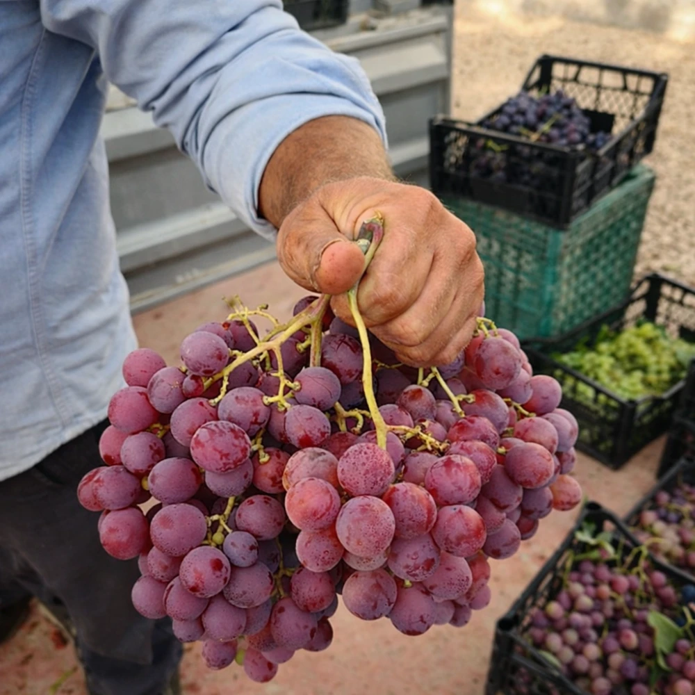 Red Globe Üzüm (Asma) Fidanı (4 Yaşında 3-4 m)