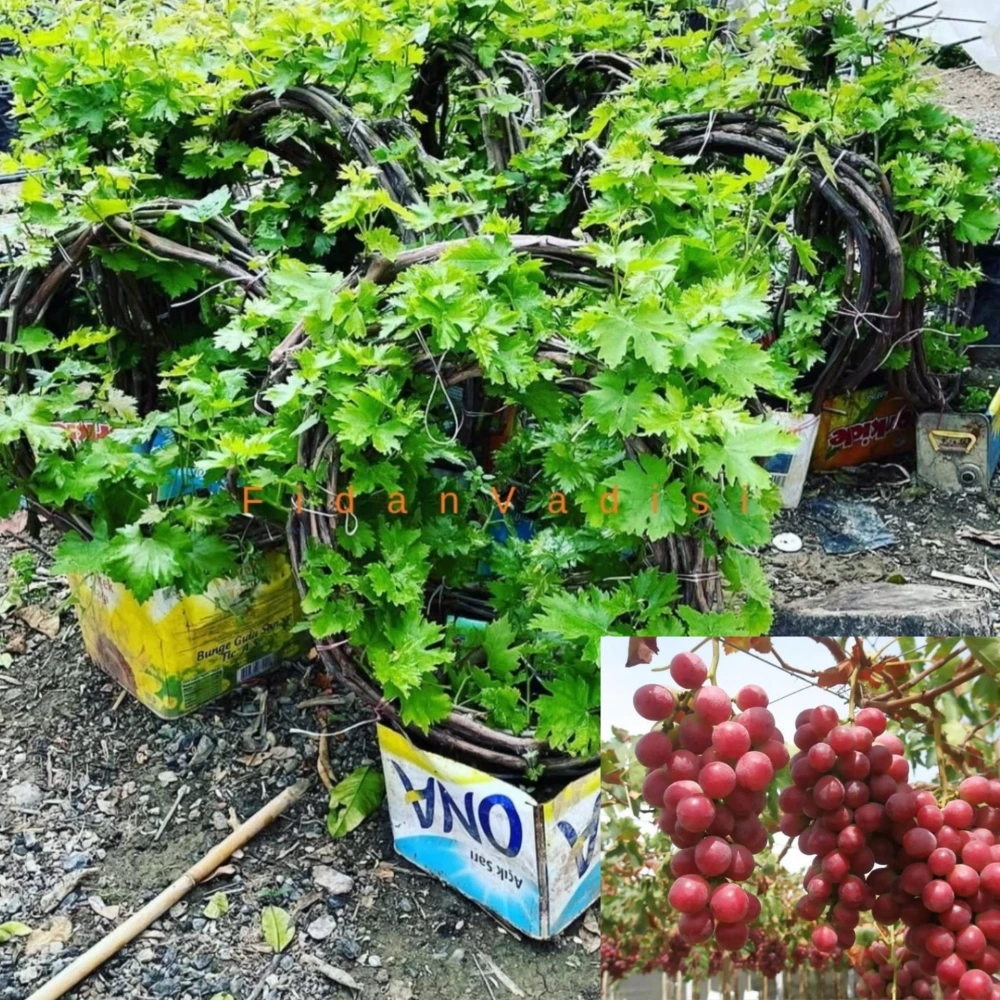 Red Globe Üzüm (Asma) Fidanı (6 Yaşında 5-6 m)