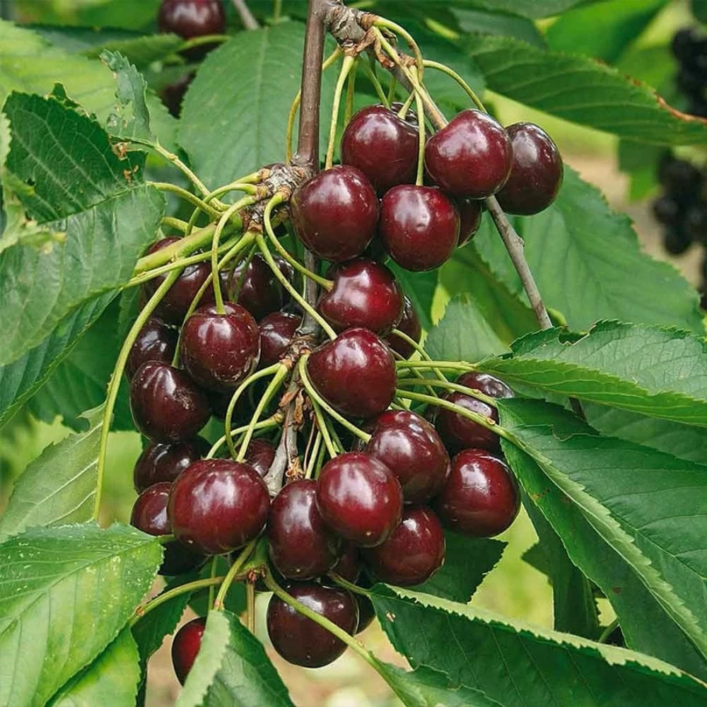 Regina Kiraz Fidanı (4 Yaşında 130-150 cm)