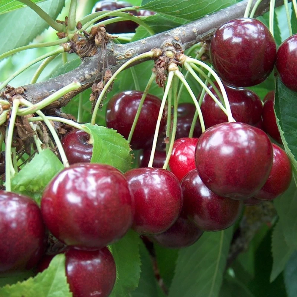 Regina Kiraz Fidanı (4 Yaşında 130-150 cm)