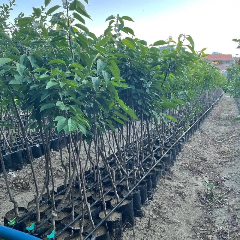 Regina Kiraz Fidanı (4 Yaşında 130-150 cm)