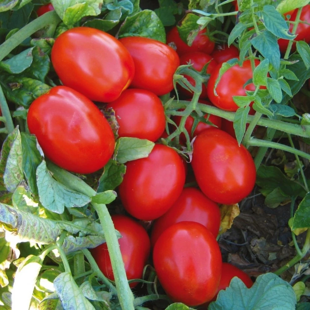 Rio Grande (Salçalık) Domates Fidesi