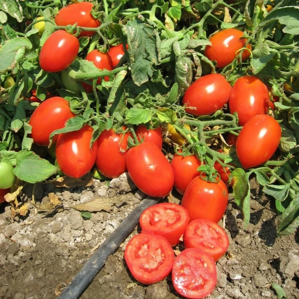 Rio Grande (Salçalık) Domates Fidesi